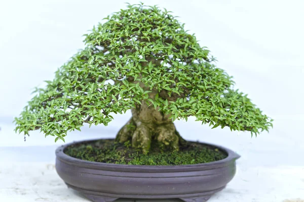 Albero di bonsai verde in una pianta di vaso nella forma — Foto Stock