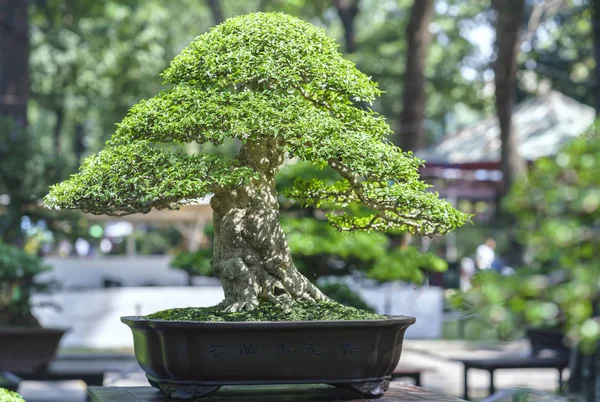 Árbol de bonsái verde en una maceta con forma de planta — Foto de Stock