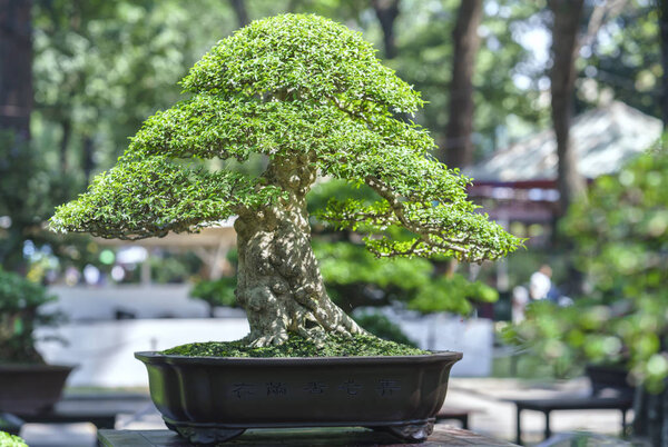 Green bonsai tree in a pot plant in the shape
