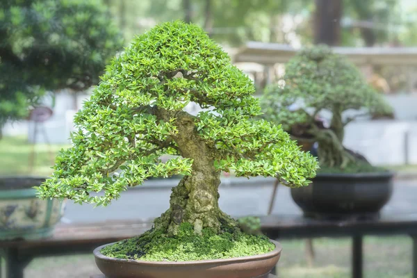Árbol de bonsái verde en una maceta con forma de planta — Foto de Stock