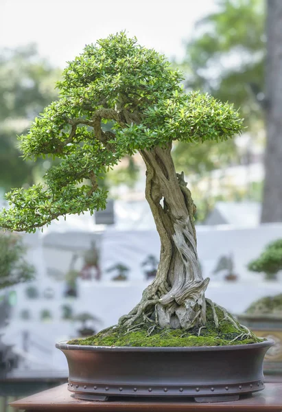 Green bonsai tree in a pot plant in the shape — Stock Photo, Image