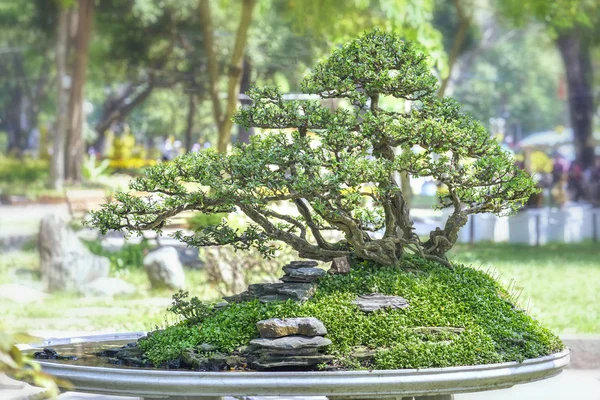 Árbol de bonsái verde en una maceta con forma de planta — Foto de Stock