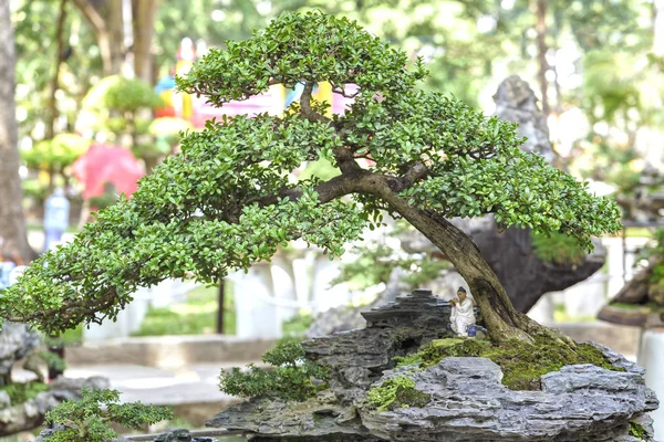 Zöld bonsai fa alakú pot üzemben — Stock Fotó