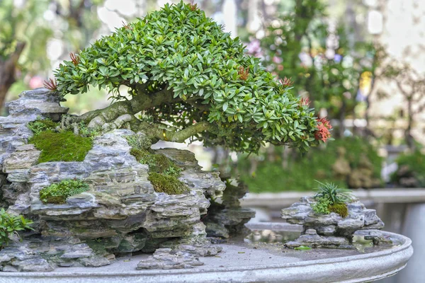 Árbol de bonsái verde en una maceta con forma de planta — Foto de Stock