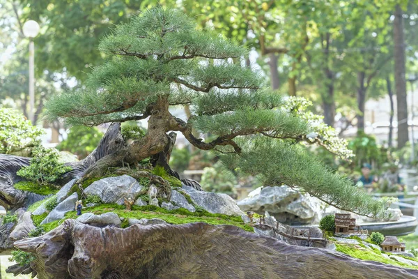 Зелене бонсайське дерево в горщику рослина у формі — стокове фото