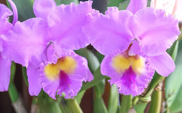 Cattleya Labiata fleurs fleurissent au printemps ornent la beauté de la nature — Photo