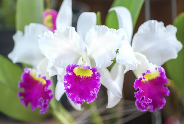 Anggrek cattleya Stok Foto, Anggrek cattleya Gambar Bebas Royalti | Depositphotos