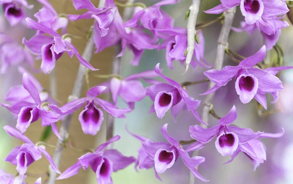 Bletilla gigantea orchideeën bloemen bloeien in het voorjaar sieren de schoonheid van de natuur — Stockfoto