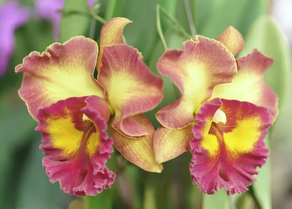 Flores Cattleya Labiata florescem na primavera adornam a beleza da natureza — Fotografia de Stock