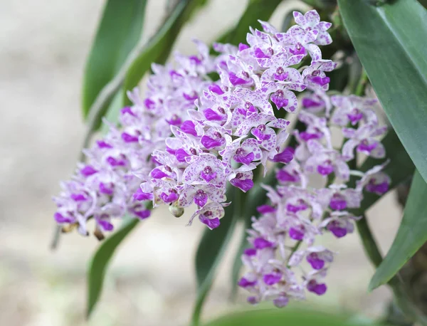 Rhynchostylis slatiniště orchideje květiny kvetou na jaře zdobí krásy přírody — Stock fotografie