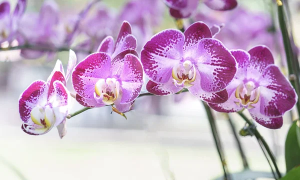 Phalaenopsis orkideleri baharda çiçek açar doğanın güzelliğini süsler.