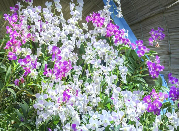 Flores de orquídeas florecen en primavera adornan la belleza de la naturaleza —  Fotos de Stock