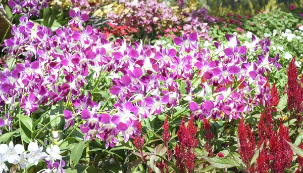 Flores de orquídeas florescem na primavera adornam a beleza da natureza — Fotografia de Stock