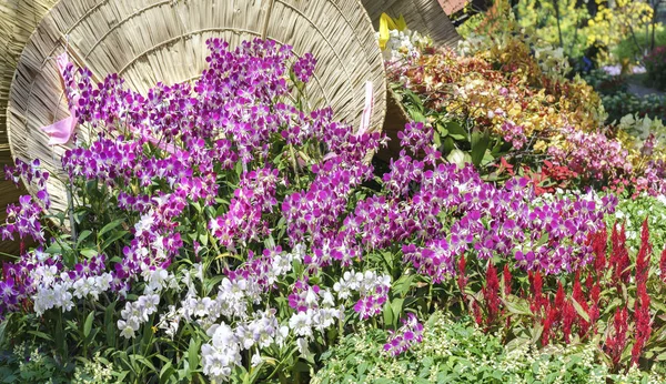Orchideje květiny kvetou na jaře zdobí krásy přírody — Stock fotografie