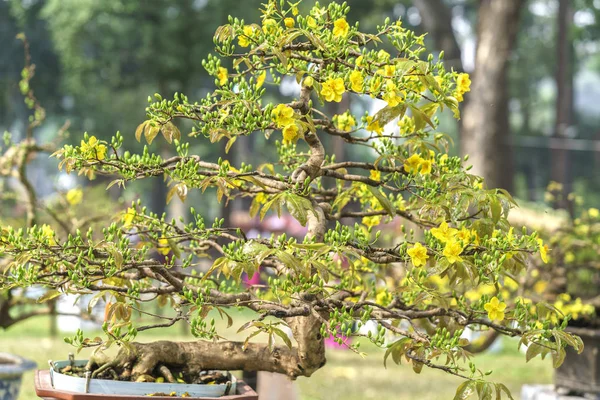 Albicocca bonsai fioritura albero in primavera — Foto Stock