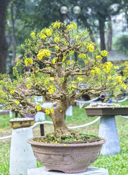 Baharda çiçek açan kayısı bonsai ağacı 