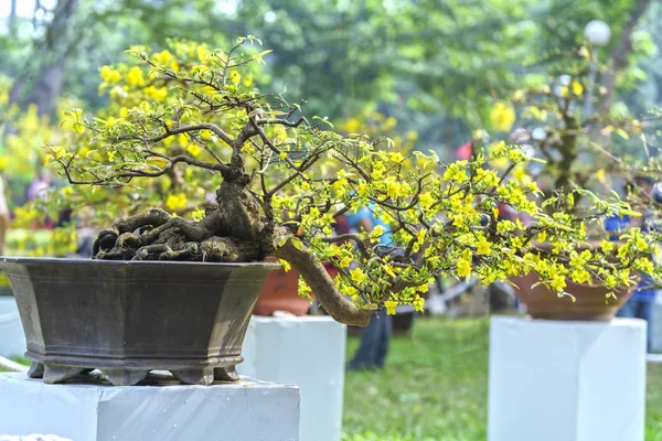 Albicocca bonsai fioritura albero in primavera — Foto Stock