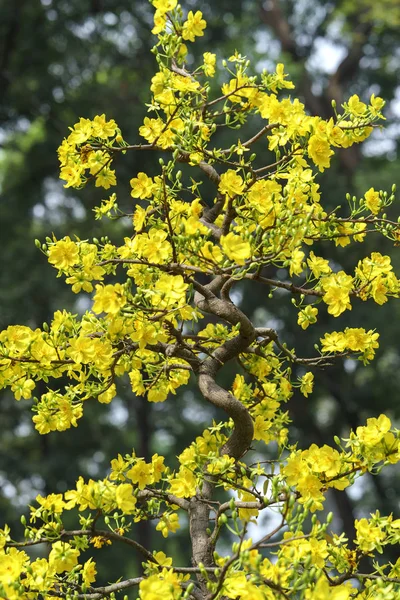 Albicocca bonsai fioritura albero in primavera — Foto Stock