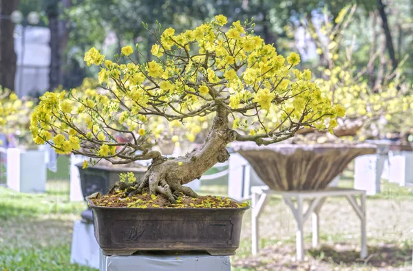 Apricot bonsai árvore florescendo na primavera — Fotografia de Stock