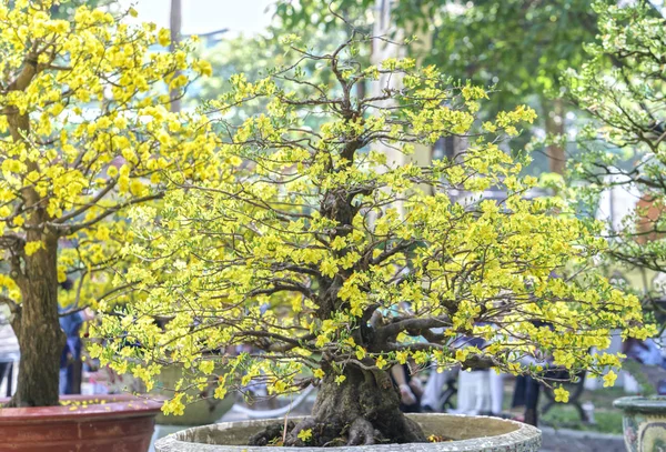 Apricot bonsai árvore florescendo na primavera — Fotografia de Stock