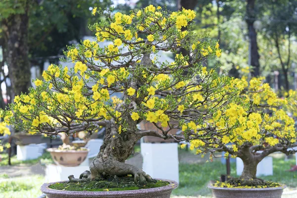 Baharda çiçek açan kayısı bonsai ağacı 