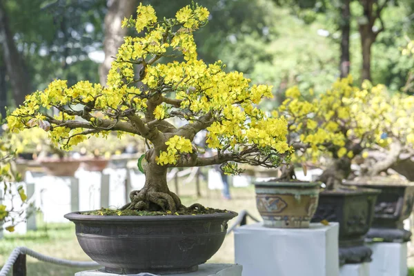 Apricot bonsai árvore florescendo na primavera — Fotografia de Stock