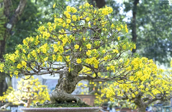 在春天盛开的杏树盆景树 — 图库照片