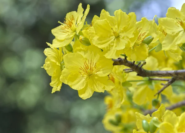 Kayısı çiçek çiçek açan Vietnam delilik yeni yıl içinde