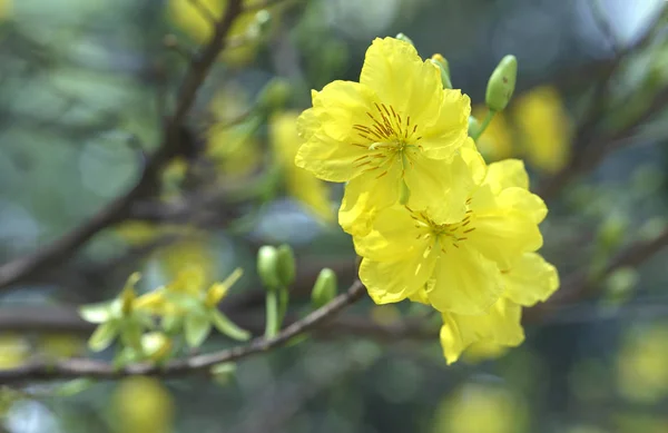 Βερίκοκο λουλούδια ανθίζουν σεληνιακό νέο έτος στο Βιετνάμ — Φωτογραφία Αρχείου