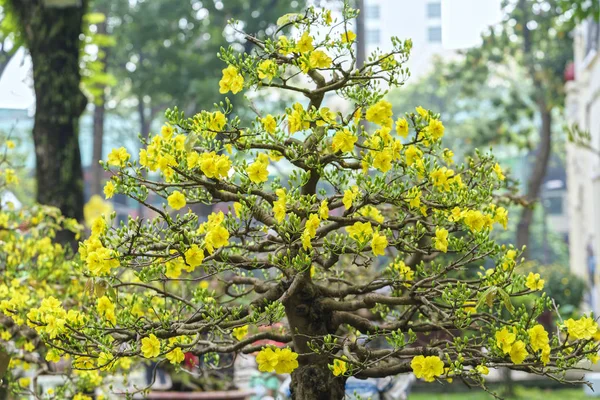 Árbol bonsái de albaricoque floreciendo en primavera — Foto de Stock