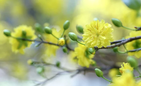 Fiori di albicocca in fiore in Vietnam Capodanno lunare — Foto Stock