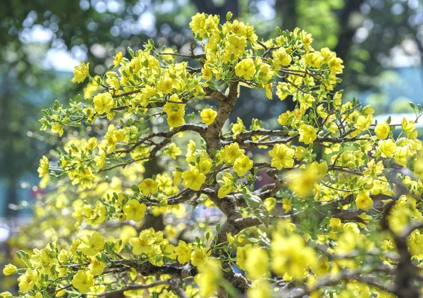 Весной цветет абрикосовое дерево бонсай — стоковое фото