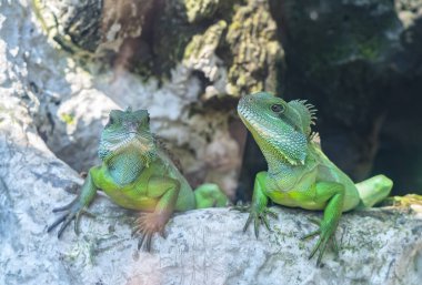 Kertenkele aileler birlikte arıyor geleceğe çok şirin onları hayvanat bahçesinde izlerken