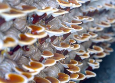 Ganoderma Lucidium grupta büyüyen güzelliği.
