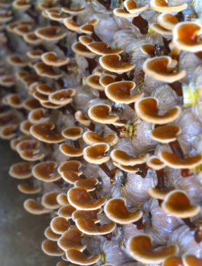 Ganoderma Lucidium grupta büyüyen güzelliği.