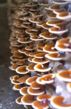 Ganoderma Lucidium grupta büyüyen güzelliği.