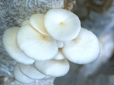 Abalone grupta mantar büyüyen güzelliği