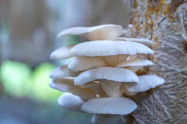 Abalone grupta mantar büyüyen güzelliği