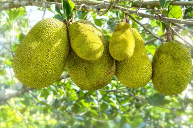 Ağaç meyve olgun sarı meyve ile,