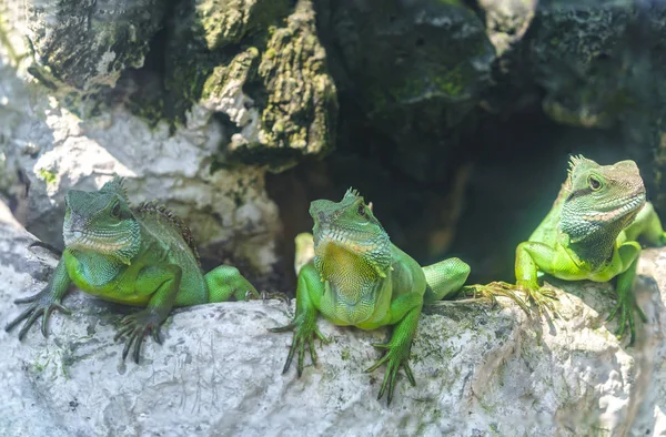 Lizard familles ensemble regarde vers l'avenir si mignon en les regardant dans le zoo — Photo