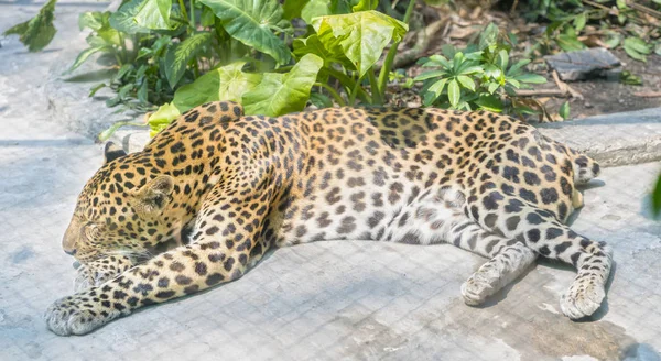 Pequeno tigre está dormindo no zoológico com pele bonita — Fotografia de Stock