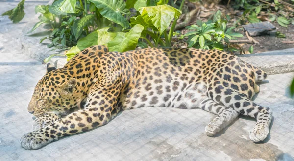 Small tiger is sleeping in the zoo with beautiful fur — Stock Photo, Image