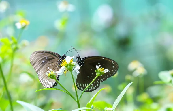 Farfalle colorate che si accoppiano in amore sui fiori nel caldo clima primaverile — Foto Stock