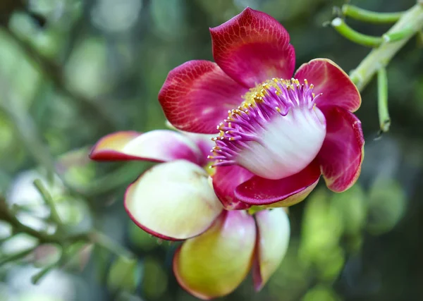 Flores de Shorea robusta en el árbol, también conocidas como flores de shala —  Fotos de Stock