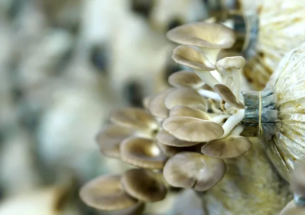 Красота морских грибов, растущих на ферме . — стоковое фото