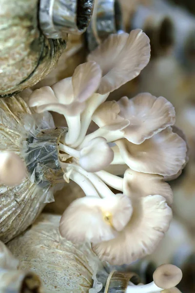 The beauty of abalone mushroom growing in the farm. — Stock Photo, Image