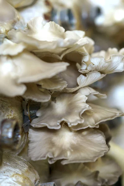 The beauty of abalone mushroom growing in the farm. — Stock Photo, Image