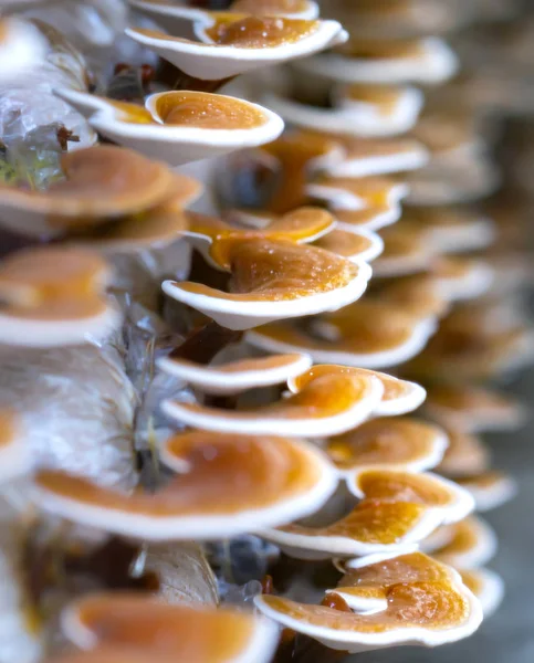 Ganoderma Lucidium grupta büyüyen güzelliği.