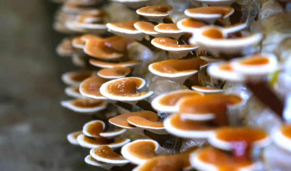 La belleza de Ganoderma Lucidum creciendo en la granja . — Foto de Stock