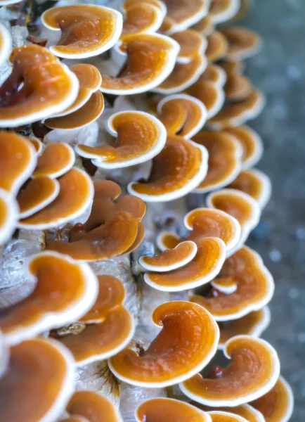 Ganoderma Lucidium grupta büyüyen güzelliği.